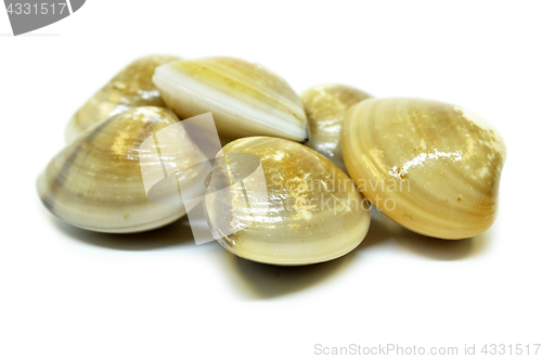 Image of Fresh uncooked clams