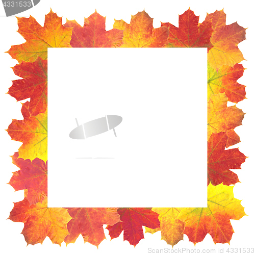 Image of Autumn Leaves as frame on white background