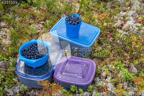 Image of Harvest the blueberries.