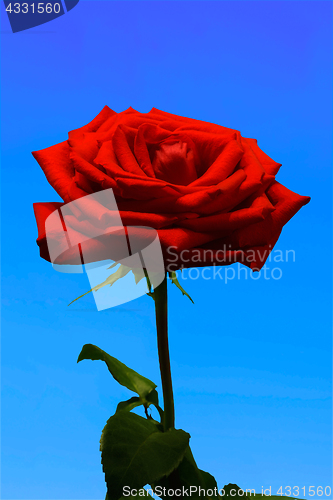 Image of Red rose on a blue background.