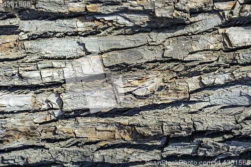 Image of Bark of tree.