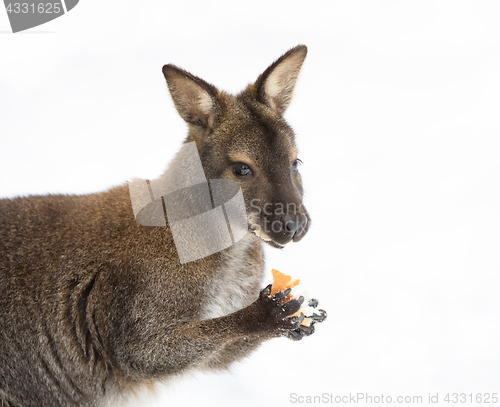 Image of Red-necked Wallaby in snowy winter