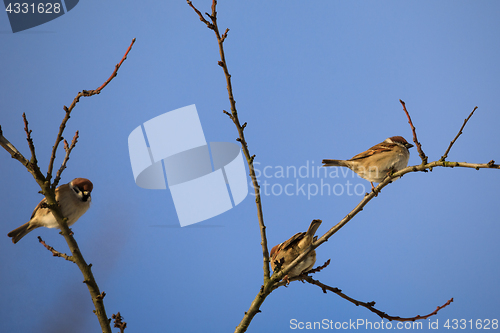 Image of beautiful small bird house sparrow in winter