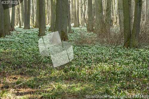 Image of early spring snowflake flowers in forest