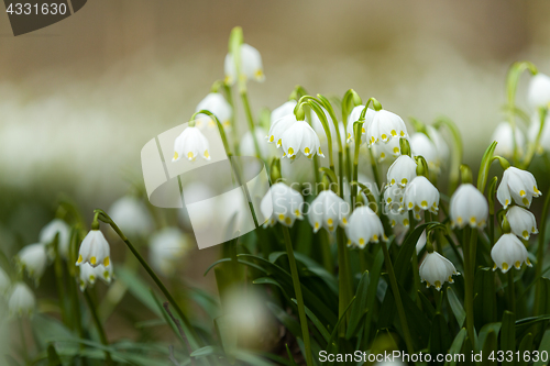 Image of early spring snowflake flowers in forest