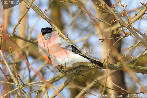 Image of beautiful small bird common bullfinch in winter