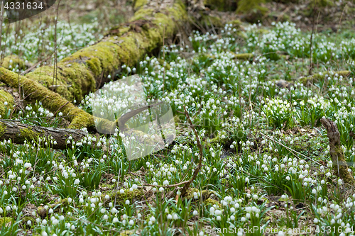 Image of early spring snowflake flowers in forest