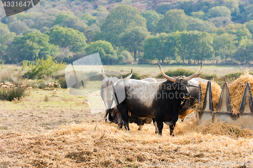 Image of Tuscan Maremma cows