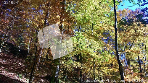 Image of beautiful autumn forest