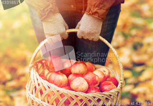 Image of close up of woman with apples in basket at autumn