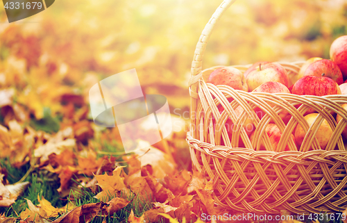 Image of wicker basket of ripe red apples at autumn garden