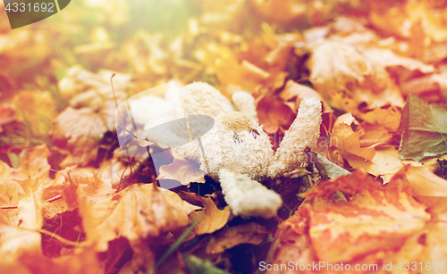 Image of toy rabbit in fallen autumn leaves