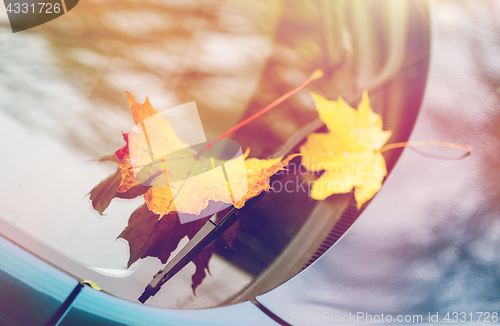 Image of close up of car wiper with autumn leaves