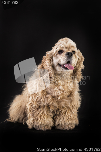 Image of American Cocker Spaniel