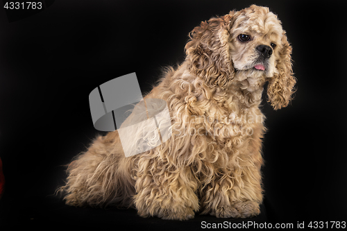 Image of American Cocker Spaniel