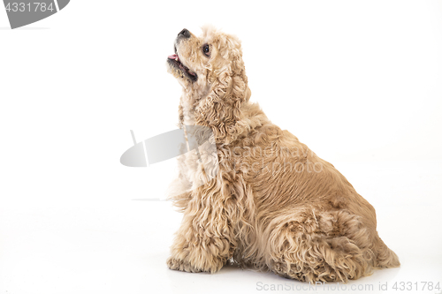 Image of American Cocker Spaniel