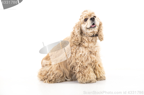 Image of American Cocker Spaniel