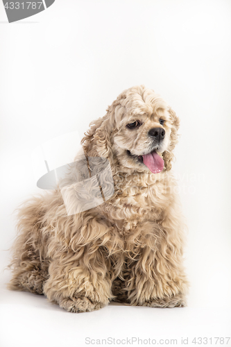Image of American Cocker Spaniel