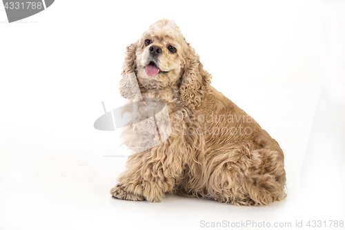 Image of American Cocker Spaniel