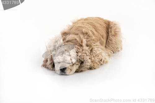 Image of American Cocker Spaniel