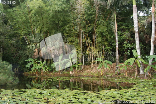 Image of Rain-forest, Miami, Florida