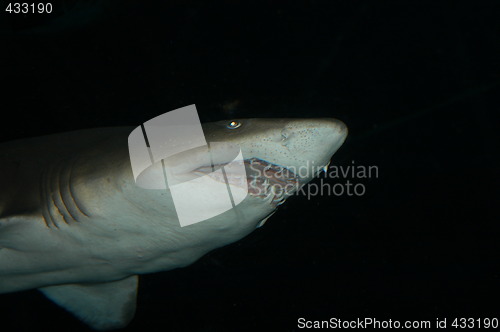 Image of Shark