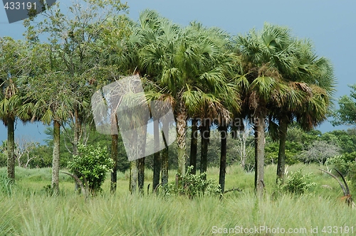 Image of Tropical jungle