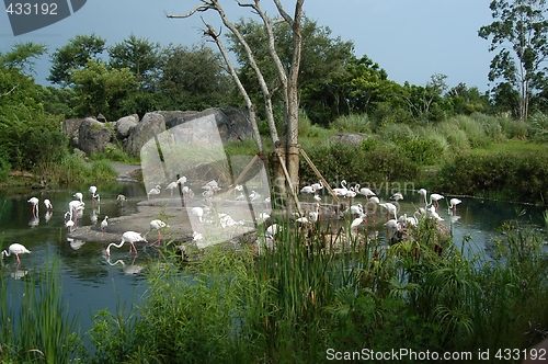 Image of Tropical jungle