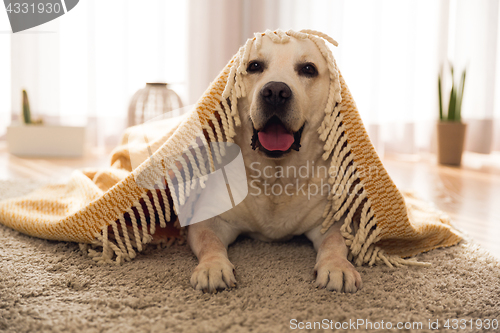 Image of Cute dog at home