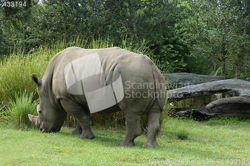 Image of Rhinoceros