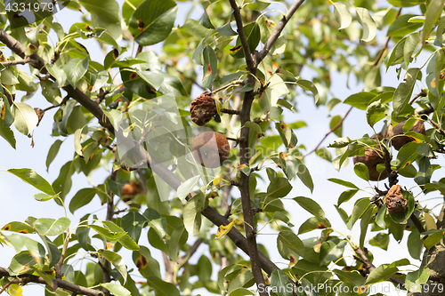 Image of rotten pear on the tree