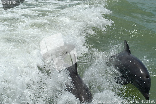 Image of Dolphins following the boat