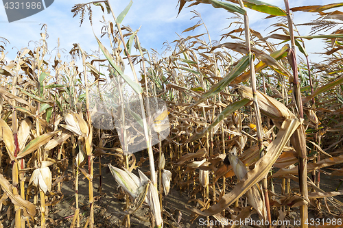 Image of yellowed ripe corn