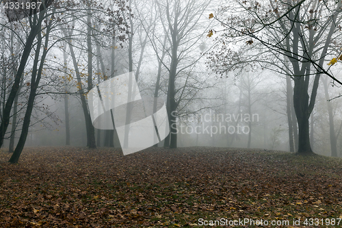 Image of trees in autumn, close-up