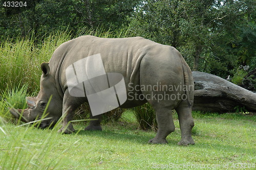 Image of Rhinoceros