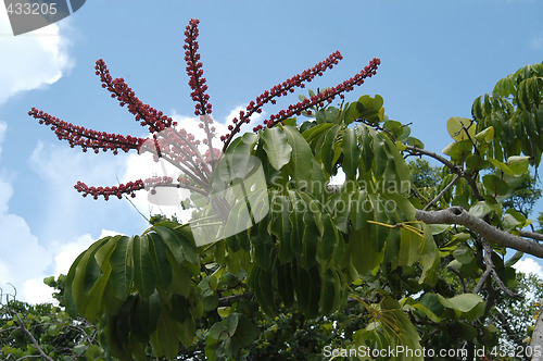 Image of Caribbean vegetation