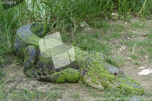 Image of Alligator at Everglades