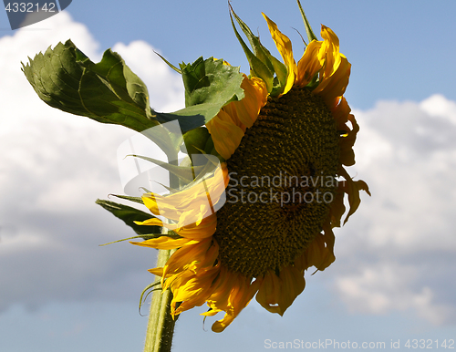 Image of Sun flower at blue sky