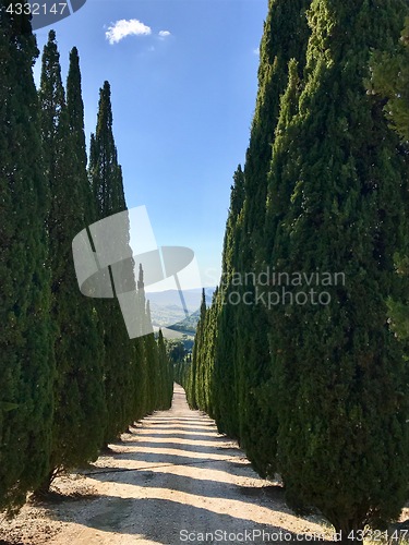 Image of Typical country road in Tuscany lined with cypress trees