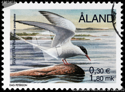Image of Arctic Tern Stamp