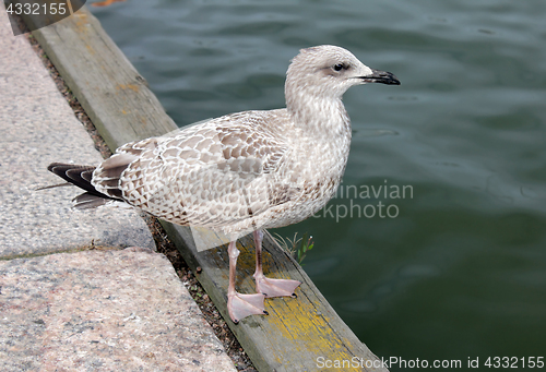 Image of Juvenile Gull on a Pier