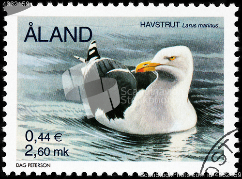 Image of Great Black-backed Gull