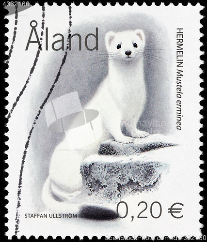 Image of Beautiful Stoat Stamp