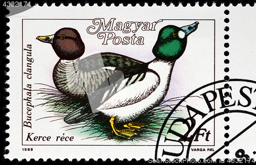 Image of Common Goldeneye Stamp