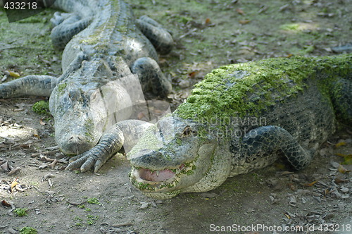 Image of Alligators at Everglades