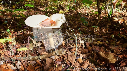 Image of beautiful mushroom in autumn forest