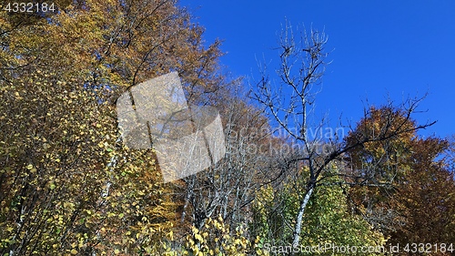 Image of beautiful autumn forest