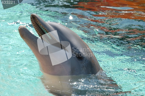 Image of Dolphin in the water