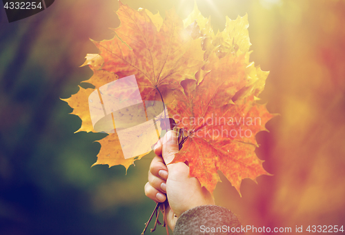 Image of close up of woman hands with autumn maple leaves