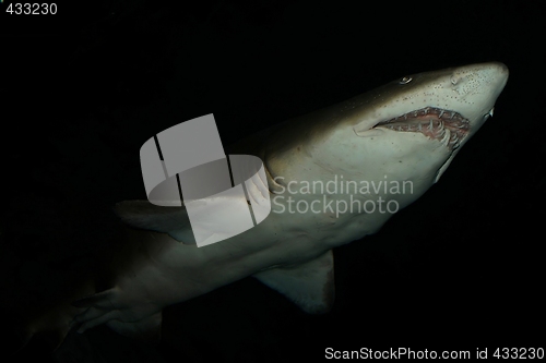 Image of Shark in deep water